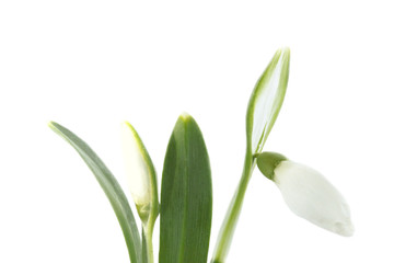 snowdrop in white