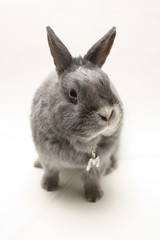 Lapin sur fond blanc