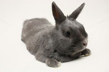 Lapin allongé