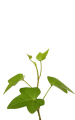 green ivy leaf on white