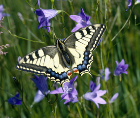 Schmetterling_111584