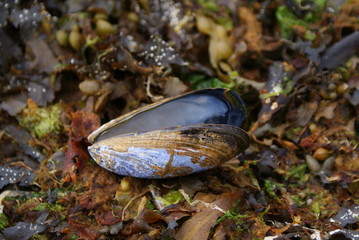 single common mussel