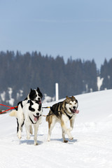 chien de montagne