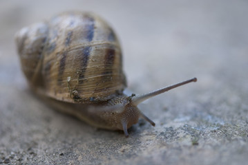 Snail on a Tuscan Garden, Italy