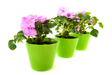 Busy Lizzies for the garden