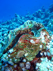 Fluted giant clam