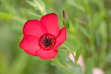 Red flax