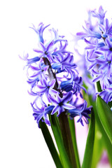 Naklejka na ściany i meble hyacinth