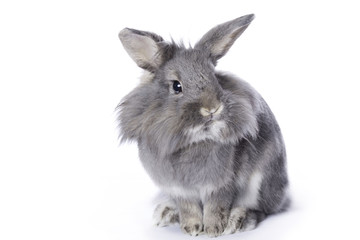 Grey leon-head dwarf rabbit