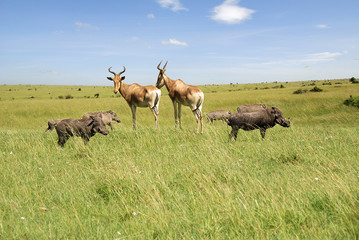 Naklejka na ściany i meble Mational Antelope Park Masai Mara