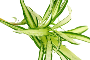 Phalangère Chlorophytum comosum, fond blanc