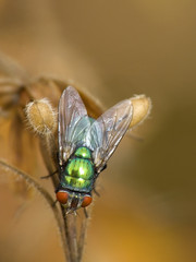 Green fly