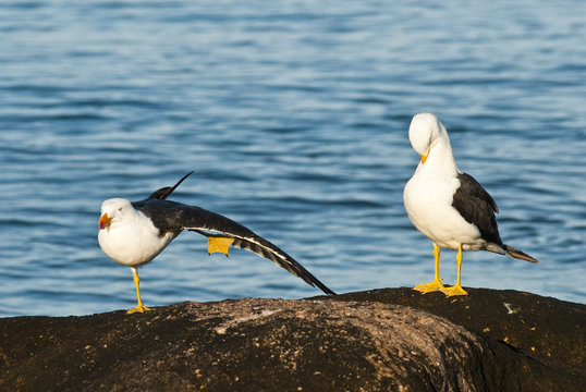 Pacific gulls, preening and stretching.