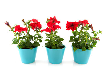 Red Petunia for the garden