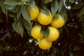 Oranges hanging from a tree