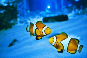 Fototapeta na wymiar Clown anemonefishes pływanie
