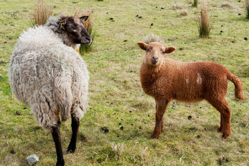 Sheep with lamb