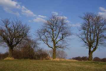 Three old sweet-cherry trees without leaves