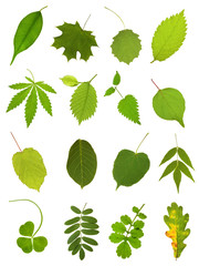 Collection leaves