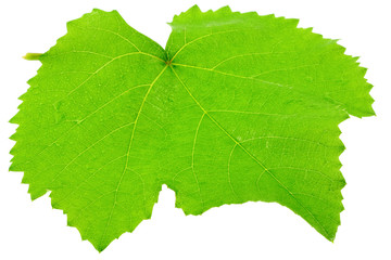 feuille vertede vigne, fond blanc