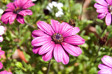 Obraz premium Dimorphotheca sp con pétalos morados y gotas de agua