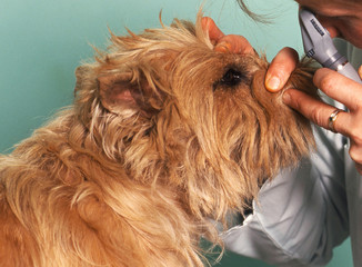 examen des yeux du chien chez le vétérinaire