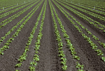 Fototapeta na wymiar Rows of young lettuce in a field
