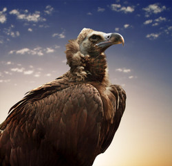 vulture