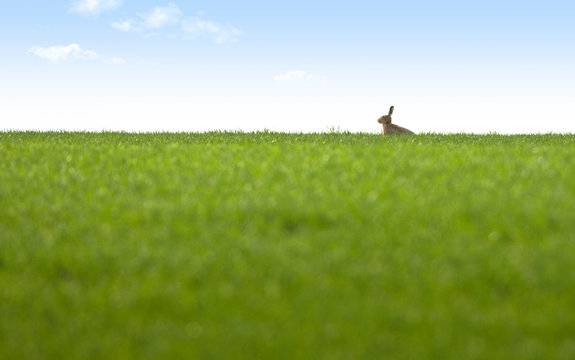 lièvre lapin  campagne champs carotte nature fragile mignon
