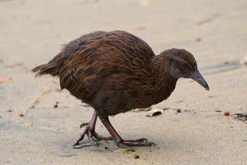 Weka