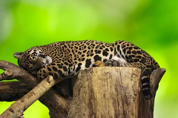 Foto op Canvas luipaard slaap op boom © Chepko Danil