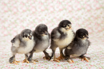 Brahma chicks