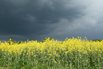 Obraz premium Rural Poland