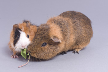 deux petits cobayes cote à cote