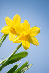 Daffodil Flowers
