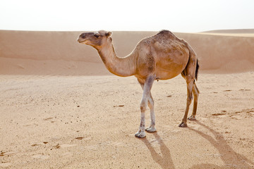 Camel in Sahara.
