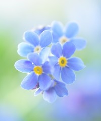 Forget Me not - 21582018
