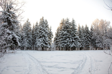 winter forest. snow on trees