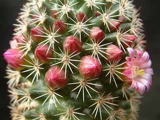 Blütenkranz - Mamillaria