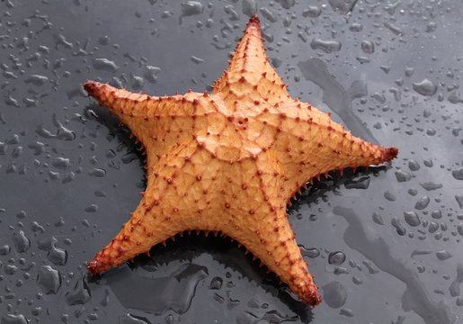 Etoile de mer.