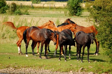 Obraz premium Pferdeherde