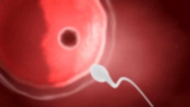 Sperm ahead human head