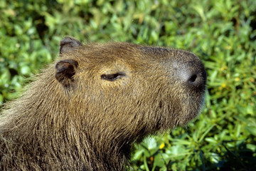 Capybara - today the largest living rodent