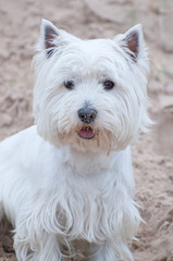 westhighland terrier on sand background