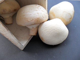Champignons aus der Kiste