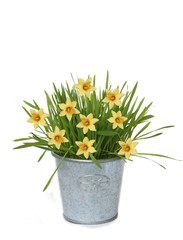 Background of yellow flower and flower-pot