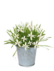Background of white flower and flower-pot