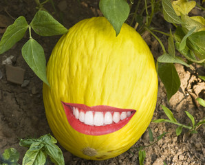 Melone Giallo Smile 01 03 10