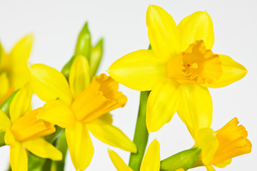 Osterglocke, Daffodil