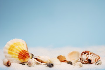 Seashells in a line © ELyrae